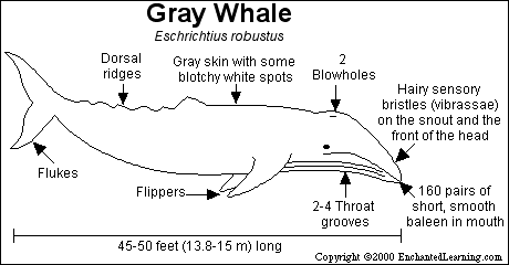 grayanat.gif (6736 bytes)
